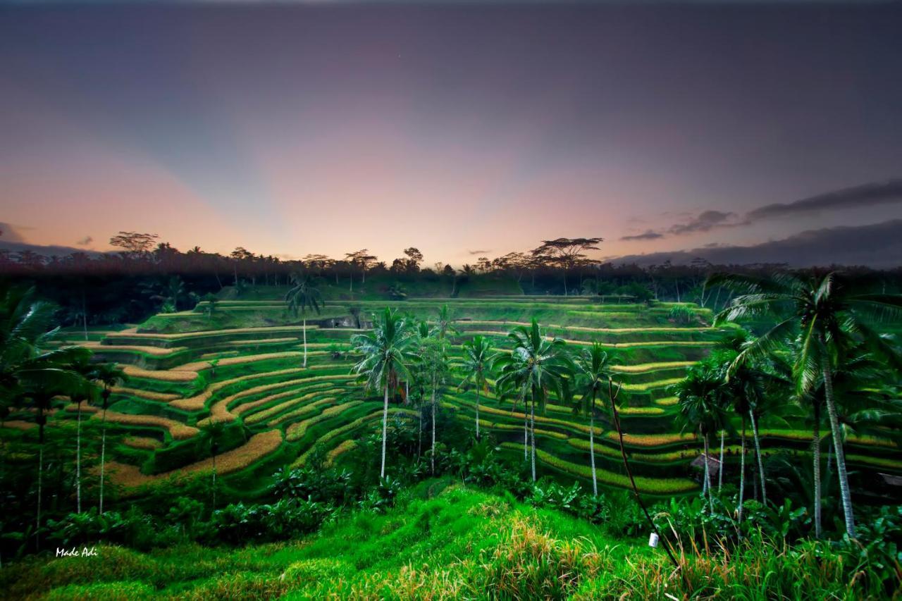 Puri Padma Hotel Ubud Eksteriør bilde